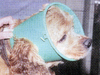 После проведения операций на веках необходимо на голову животного надеть защитное ведро или воротник на две недели