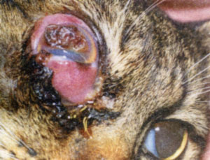 Ретробульбарная остеохондрома у кошки