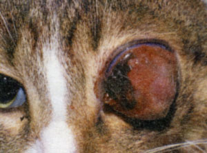 Ретробульбарная остеохондрома у кошки