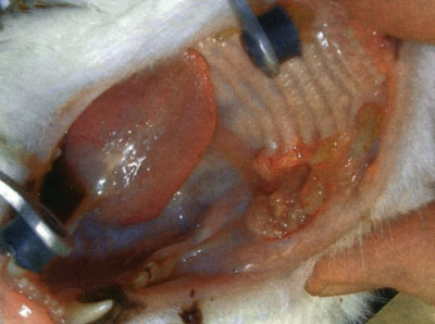 Рисунок 6. Чешуйчато-клеточная карцинома — наиболее распространенное злокачественное новообразование в ротовой полости у кошек Обычно опухоль локализуются на деснах или под языком