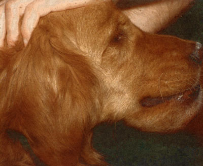 Рисунок 9. Фибросаркомы нижней челюсти у собак породы золотистый ретривер по данным гистологического исследования могут определяться как доброкачественные, но они очень быстро растут