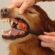 Выбор зубной щетки для собаки