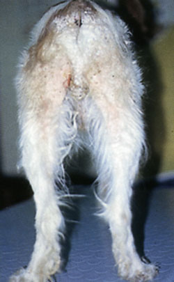 Рисунок 3. Обусловленные МНЭ и сахарным диабетом выраженное шелушение, облысение и слабая эритема на задней поверхности бедер, под хвостом и в промежности у собаки породы английский спаниель.