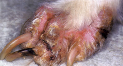 Рисунок 4. Эритема, облысение, коростообразование, шелушение, паронихия и онихогрифоз, вызванные МНЭ, связанной с вакуолярной гепатопатией у метиса. 