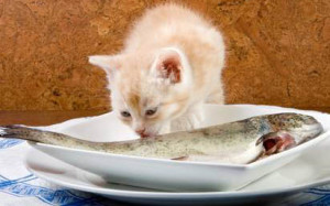 Повышенный аппетит у кошки